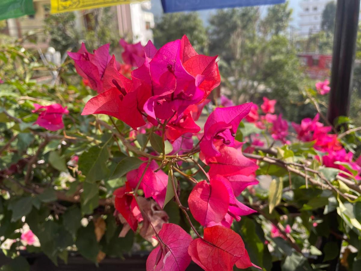 Orchid Hostel And Hotel Tapovan Экстерьер фото